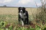 BORDER COLLIE 059